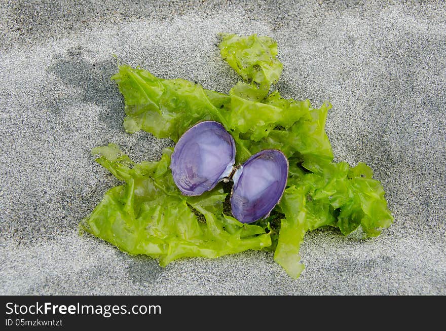 A lavender colored sea shell rests on green seaweed on a sandy beach. A lavender colored sea shell rests on green seaweed on a sandy beach.