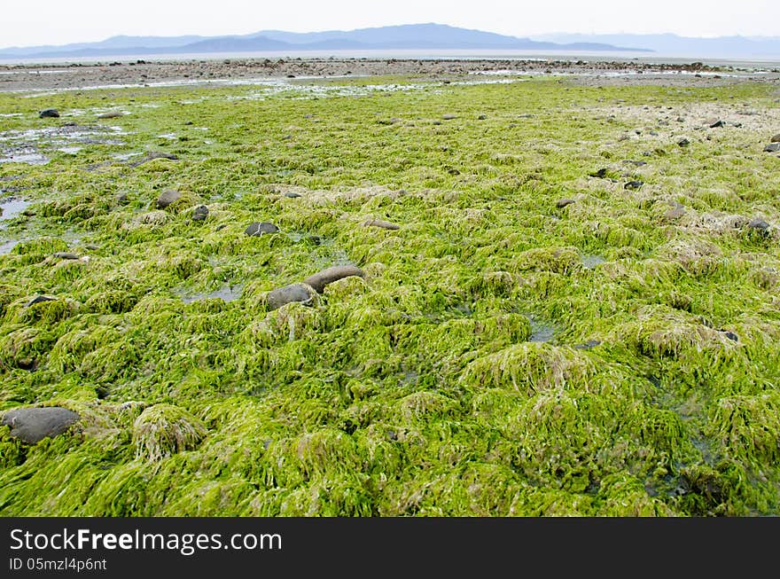 Seaweed on a beach