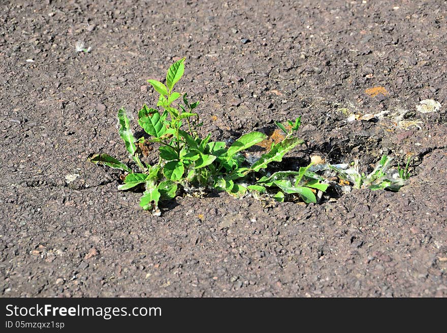 A plant growing in a column in the asphalt. A plant growing in a column in the asphalt