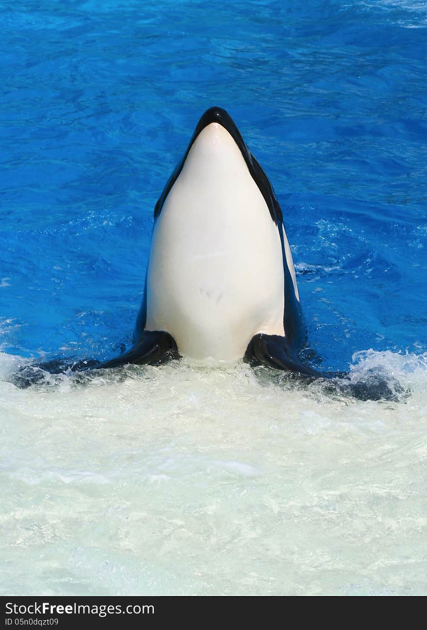 Captive Orca Head And Flippers Facing Front. Captive Orca Head And Flippers Facing Front