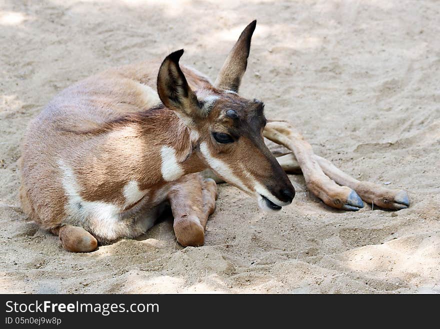 Young Desert Antelope Laying In Shade. Young Desert Antelope Laying In Shade