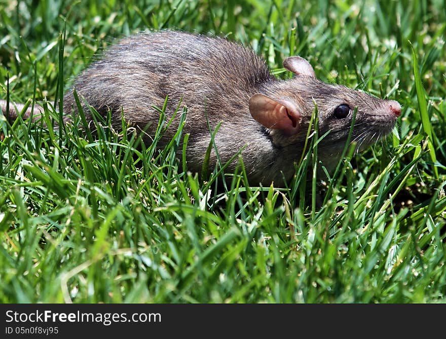 Gray Rodent Sitting In Green Grass. Gray Rodent Sitting In Green Grass