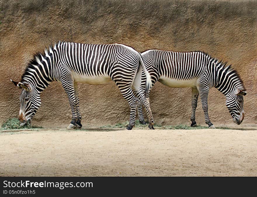 Two Grevy Zebras Standing Back To Back Feeding