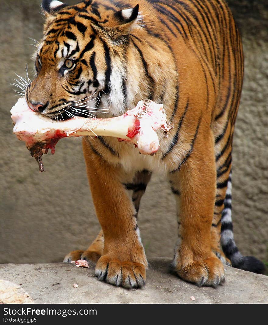 Young Sumatran Tiger With Bone In Teeth