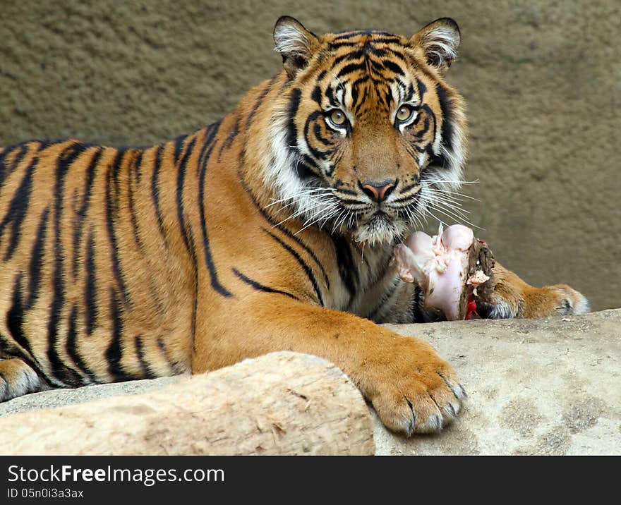 Young Sumatran Tiger sitting Protecting Bone