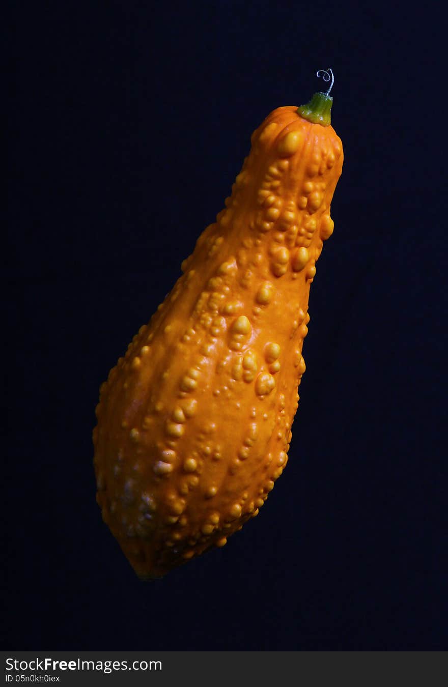 Lumpy Textured Crook Necked Squash With Black Background