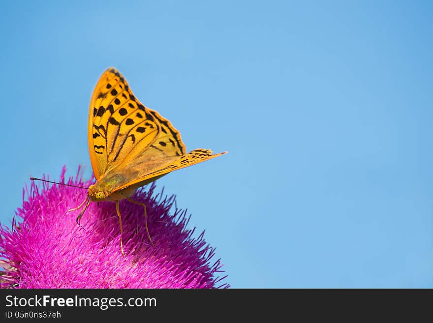 Butterfly (Argynnis pafiya) against the blue sky