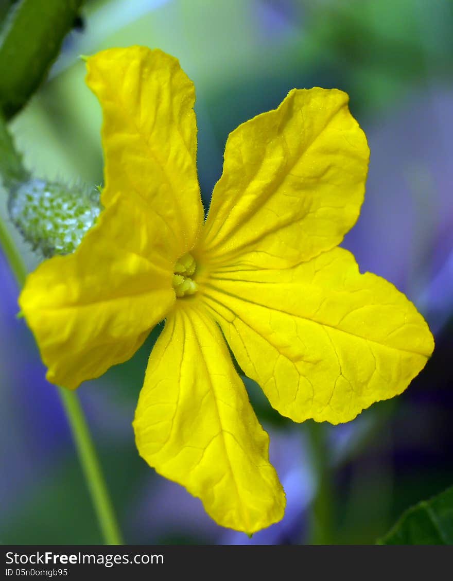 Cucumber Flower