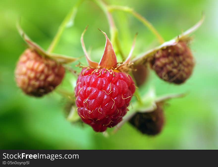 Raspberry berries