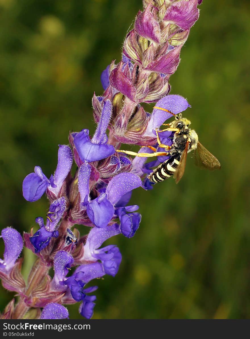 Life of insects in a native habitat