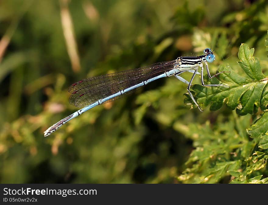 The blue dragonfly sits on a plant. The blue dragonfly sits on a plant