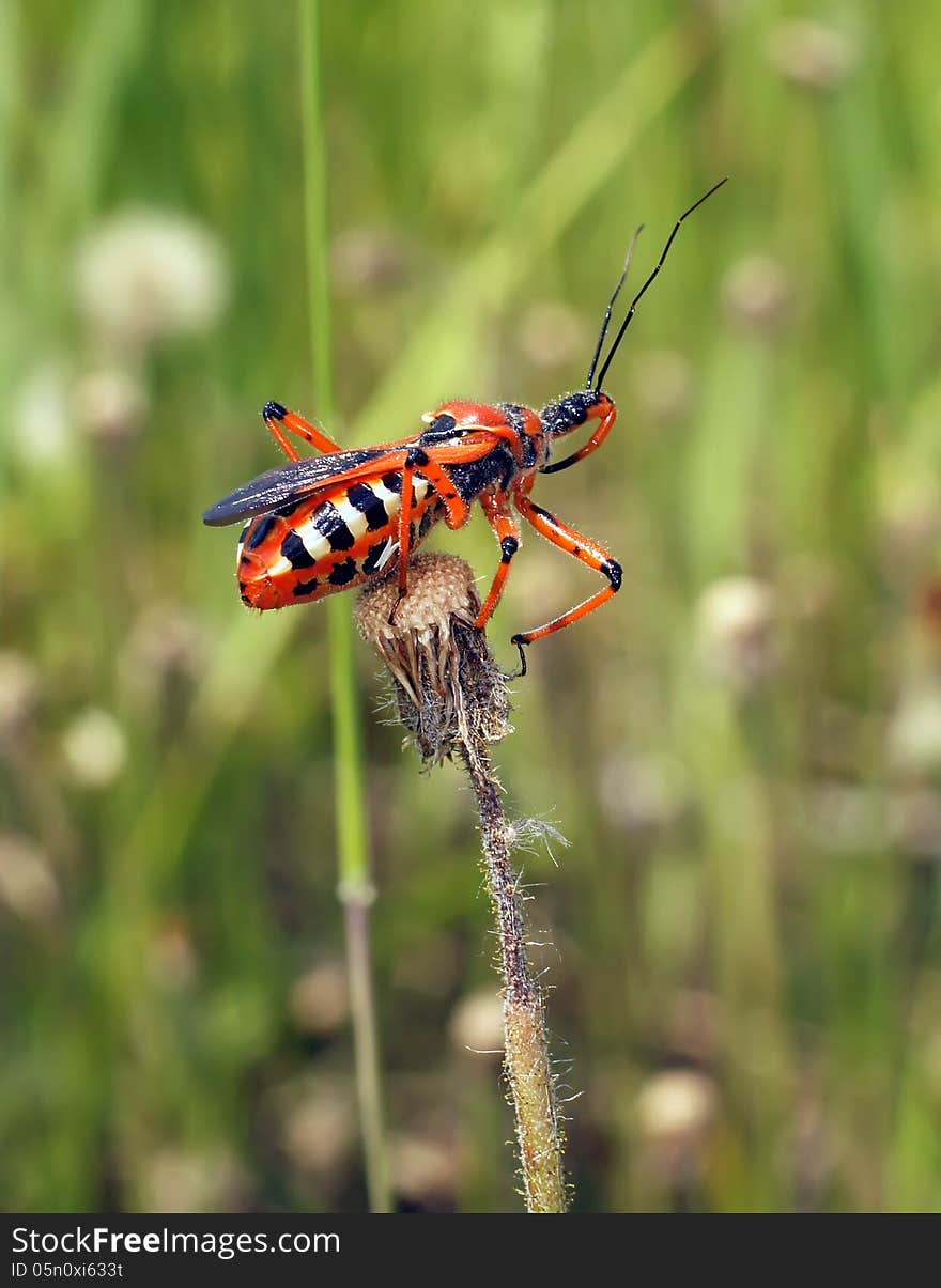 Life of insects in a native habitat