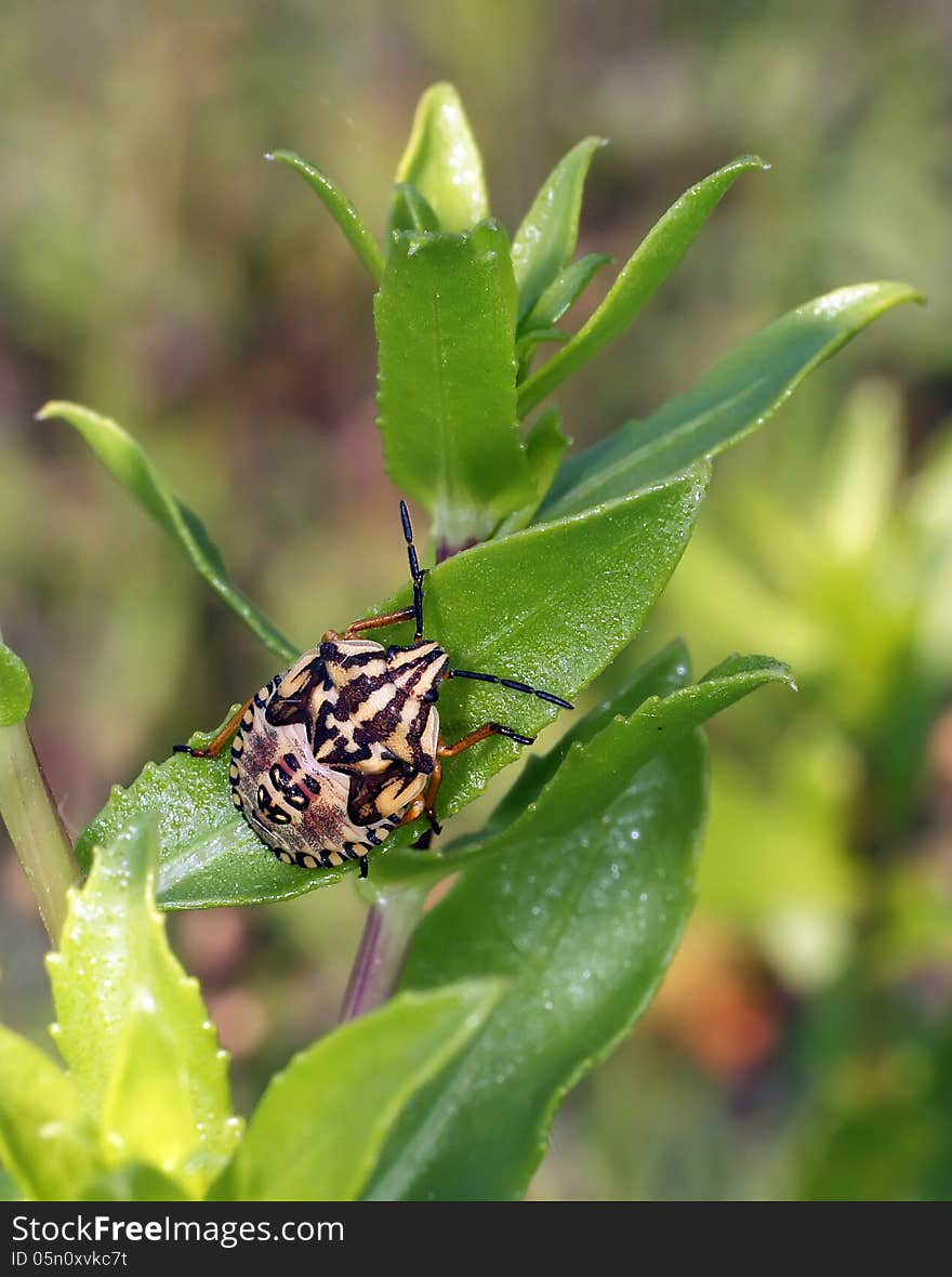 Life of insects in a native habitat