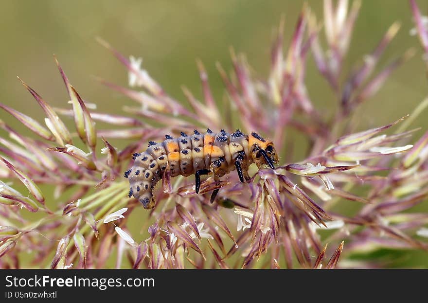 Ladybug