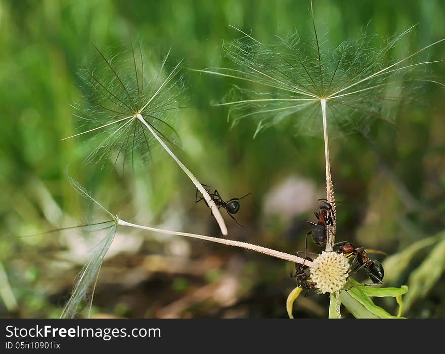 Ants creep on a fluffy plant