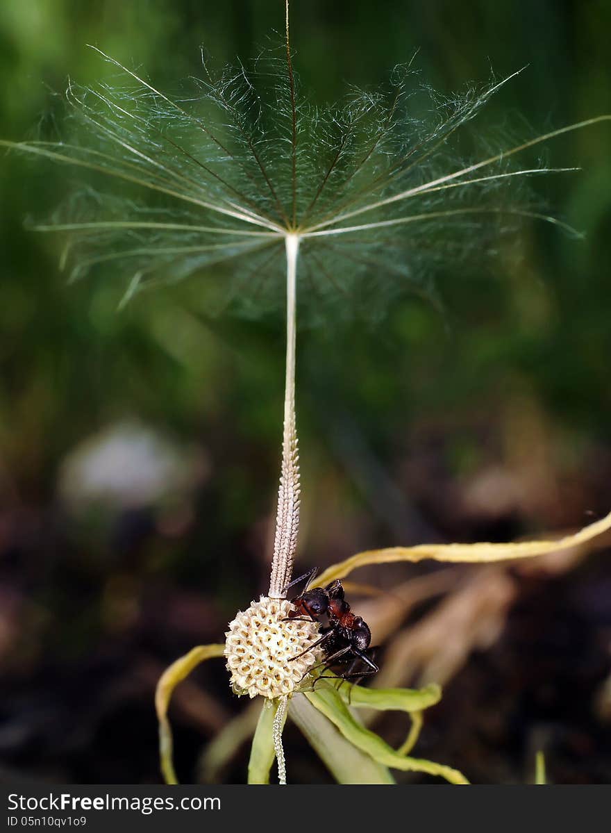 Ants creep on a fluffy plant