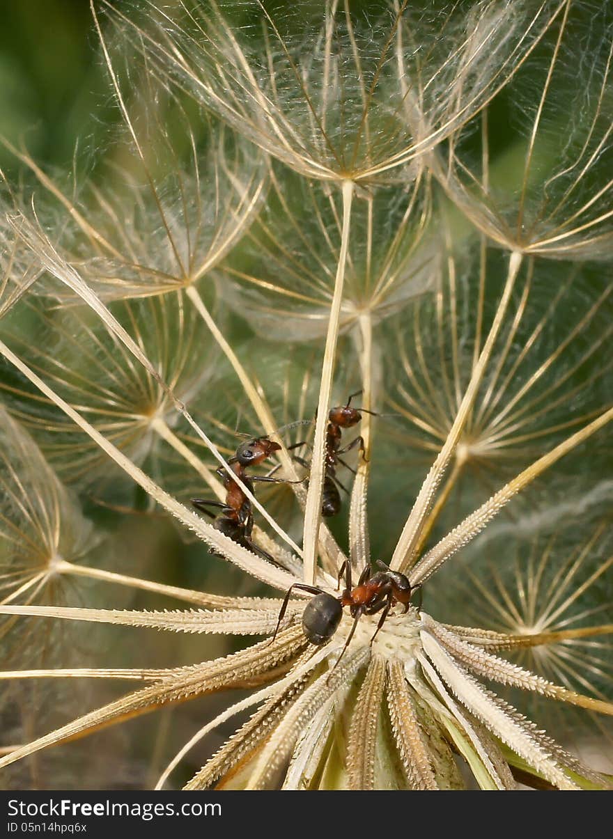 Ants creep on a fluffy plant