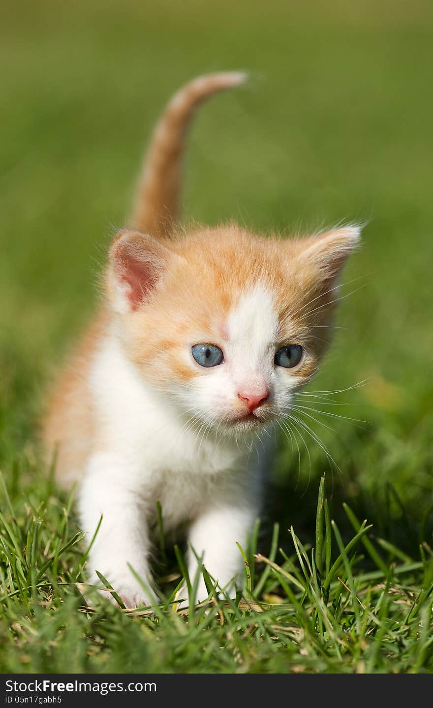 Kitten On The  Grass