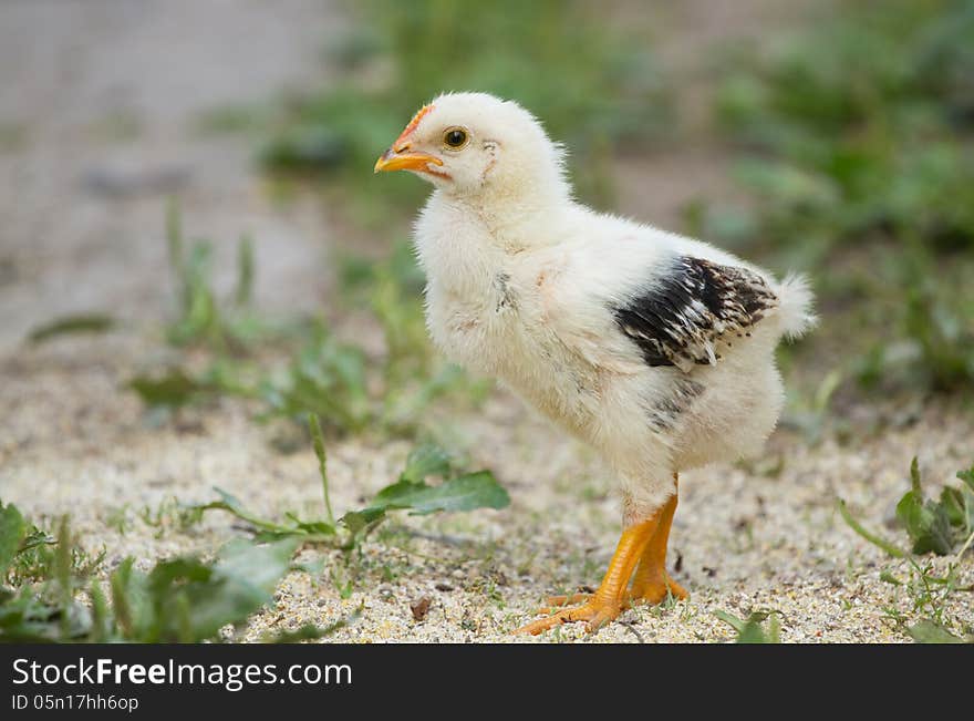 Baby chicks on the green grass