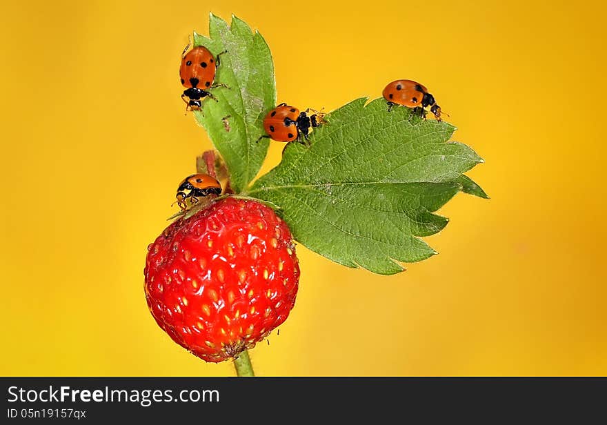 Ladybug