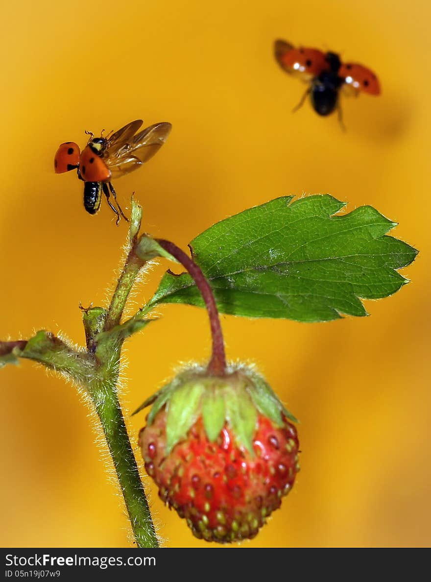 Ladybug