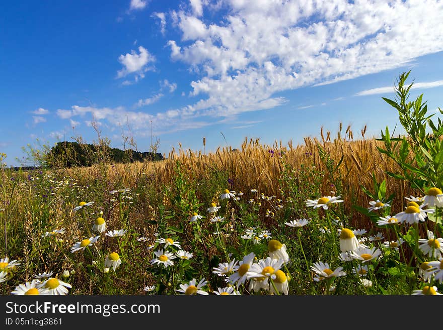 Golden wheat and field of camomiles.