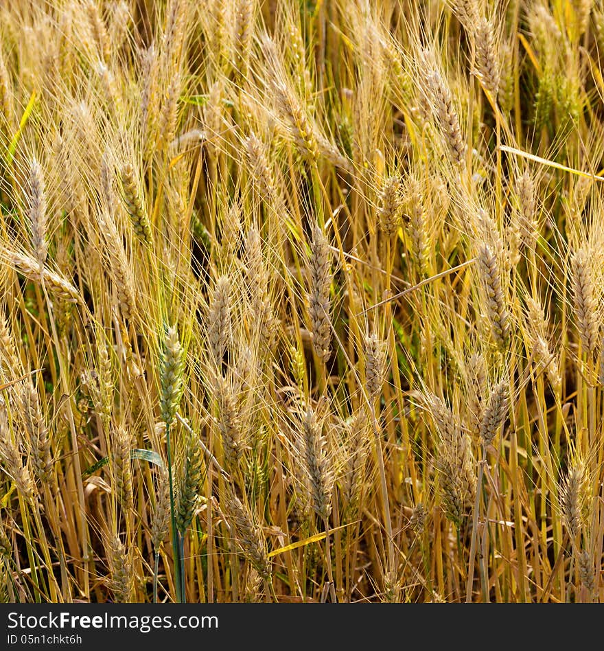 Golden growth wheat field background. Golden growth wheat field background