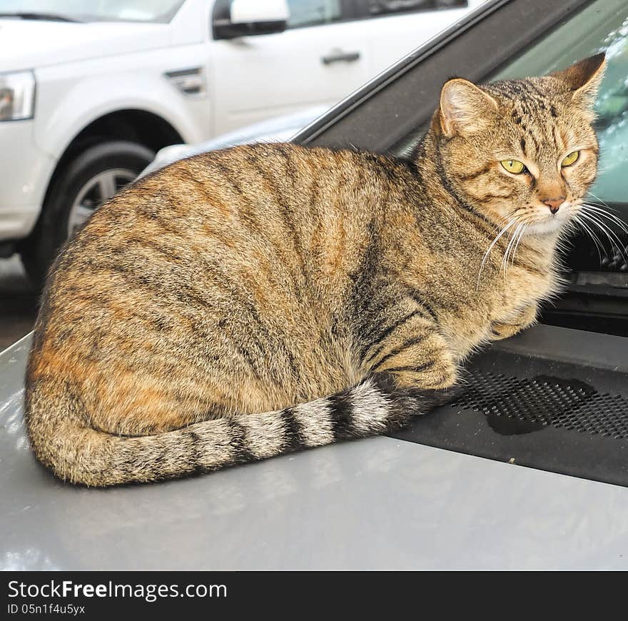 Cat on a car in my town