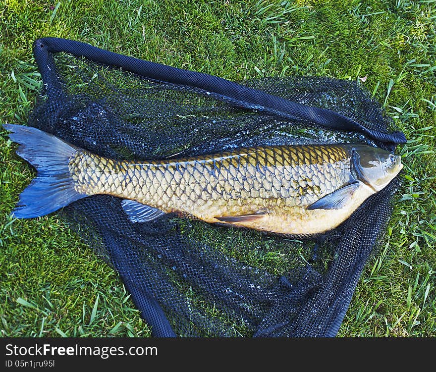 Big carp in a fishing net