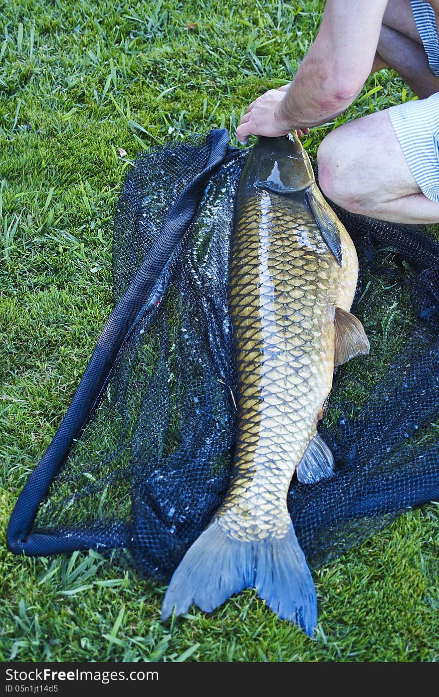 Big carp in a fishing net