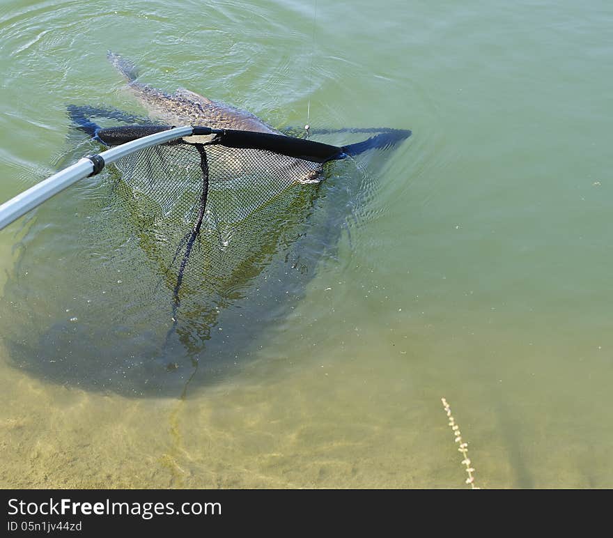 Big carp inside a fishing net