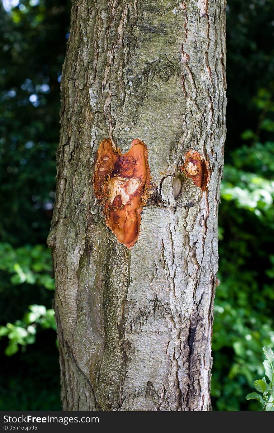 A tree with a heart-shaped pattern close up. A tree with a heart-shaped pattern close up