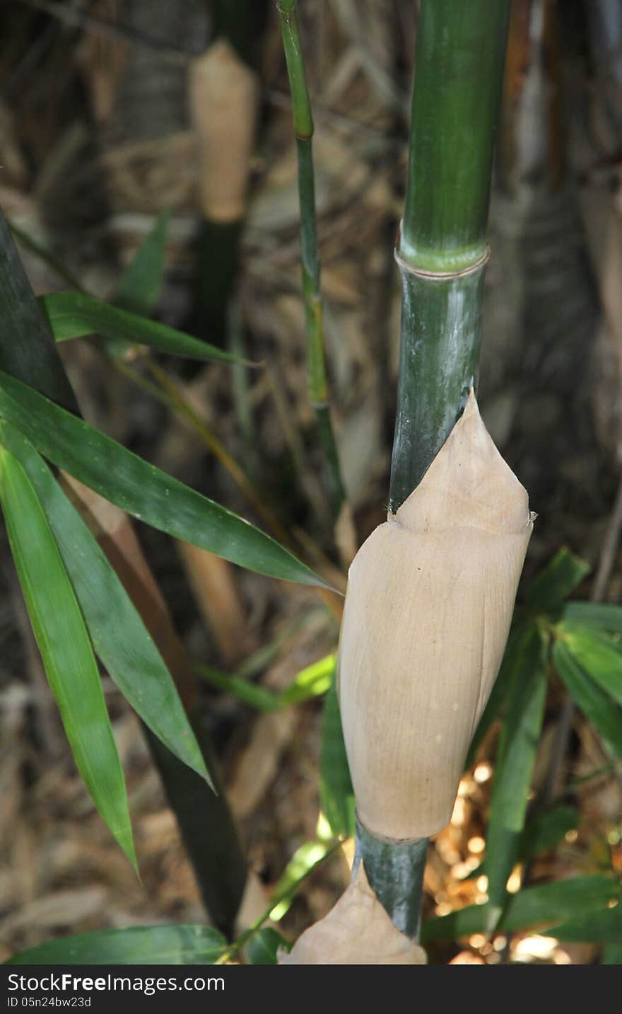 Bamboo growth in a rainforest.