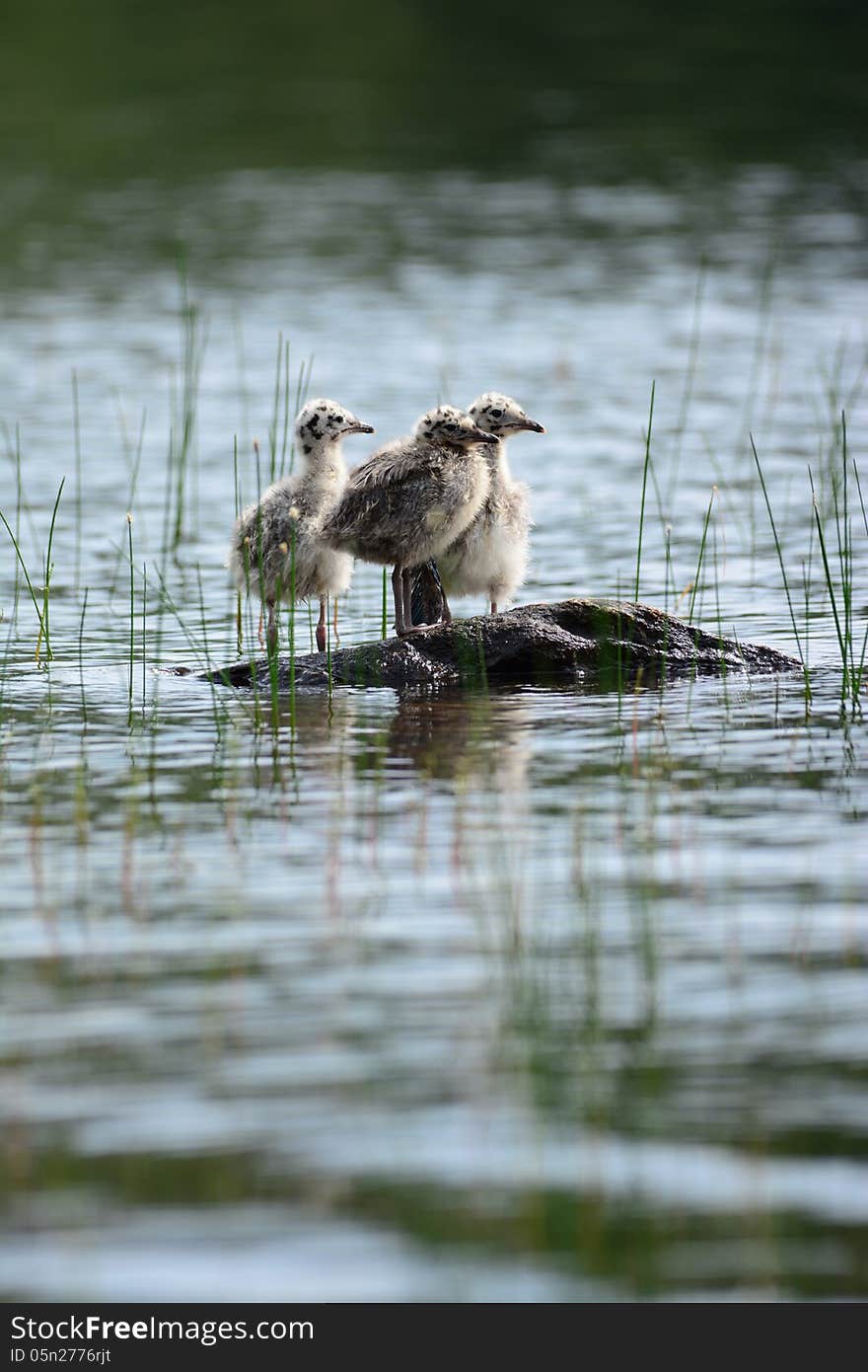 Baby Seagulls