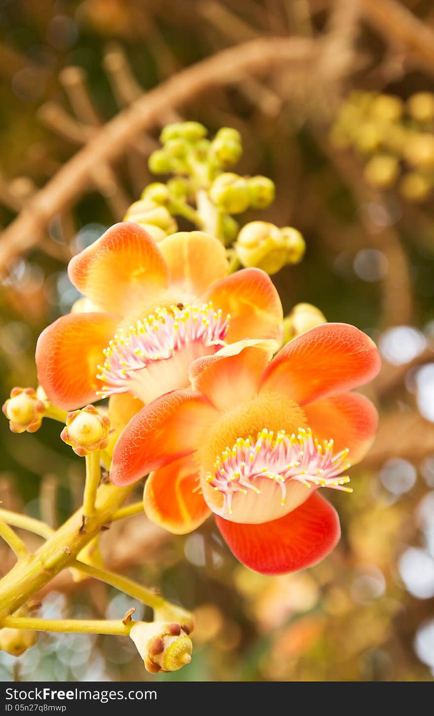 Shorea robusta or Cannonball flower