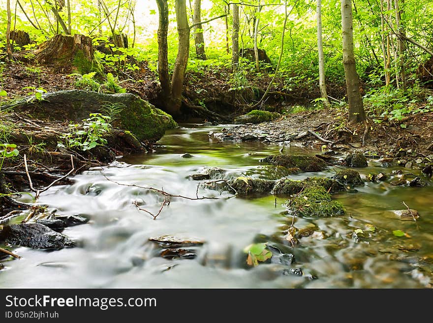 Peaceful woodland stream flows through a lush forest.