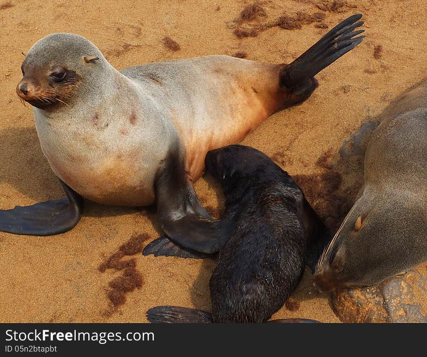 Cape Fur Seal