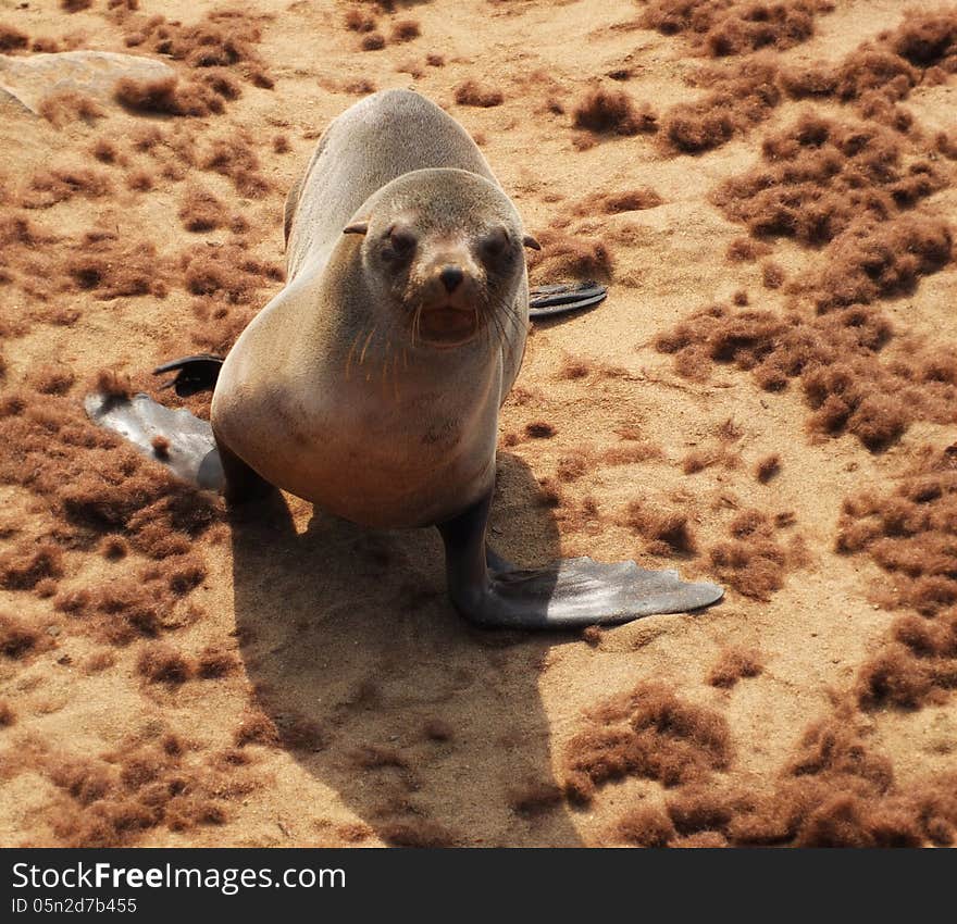 Cape Fur Seal