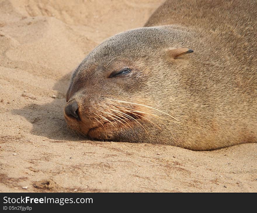 Cape Fur Seal