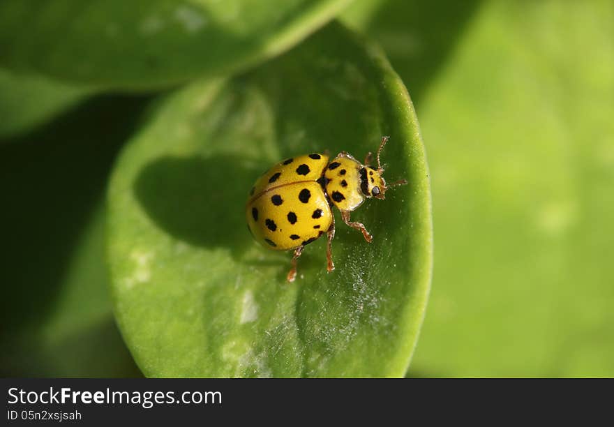 Yellow beetle with black dots sitting on the green leaf macro photo