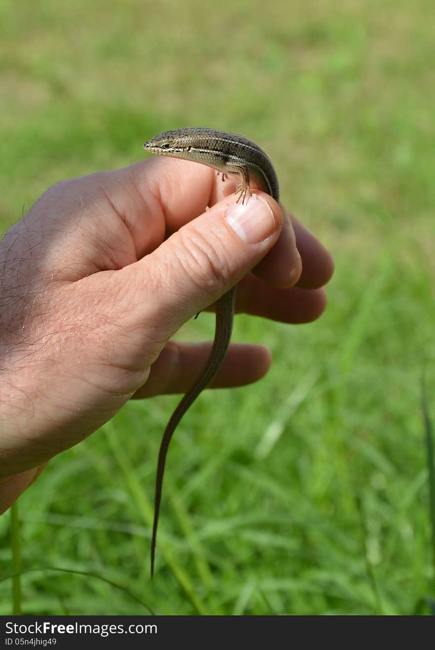 Lizard in your hand