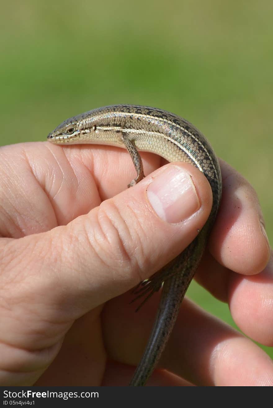 Skink - Mabuya Vittata