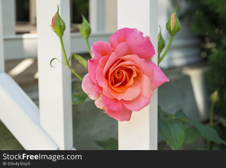 Closeup of one pink rose peeking through a white fence.