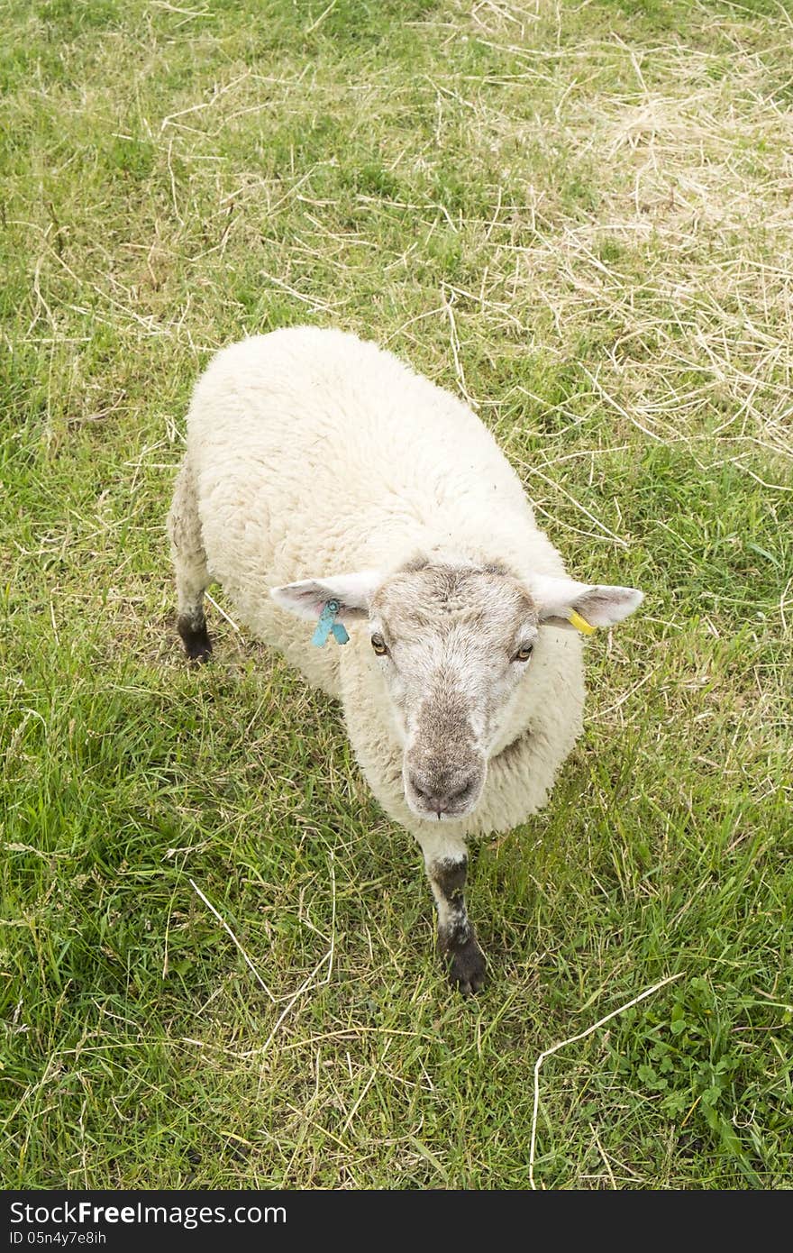 Sheep in the Field 1