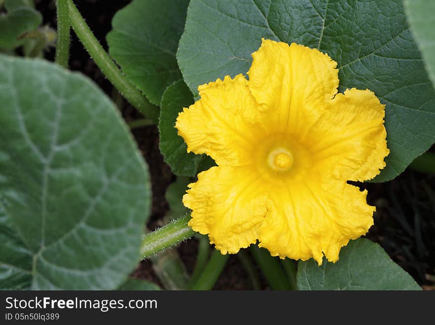 Pumpkin flower in the field