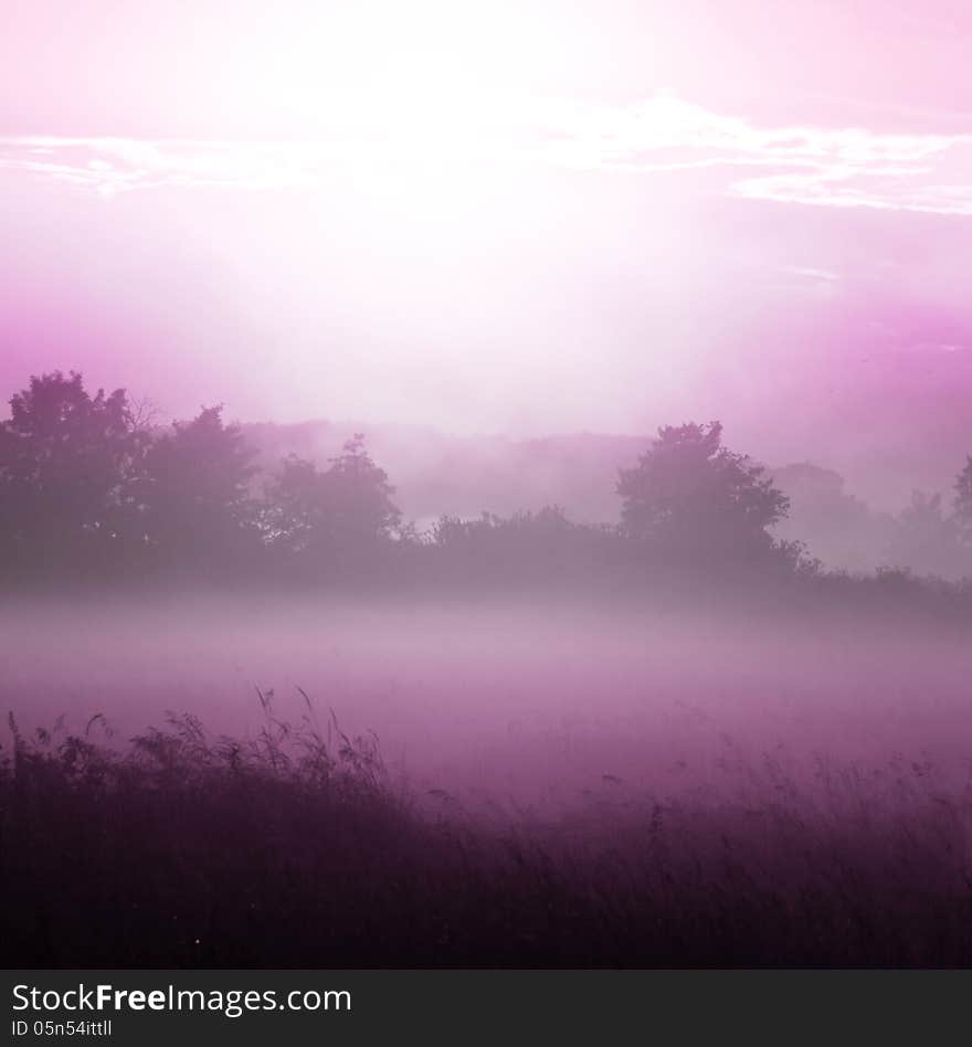 Lilac Fog