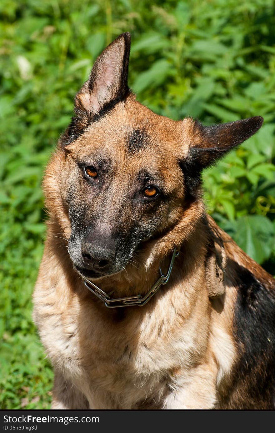 Portrait of an adult German shepherd, outdoor