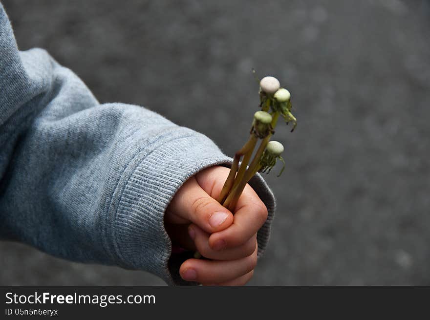 Child holding a dandelion that has blown off by strong winds. Child holding a dandelion that has blown off by strong winds