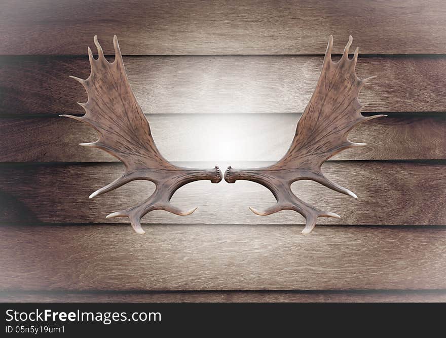 Closeup horn moose on wooden wall texture of the seamless wood