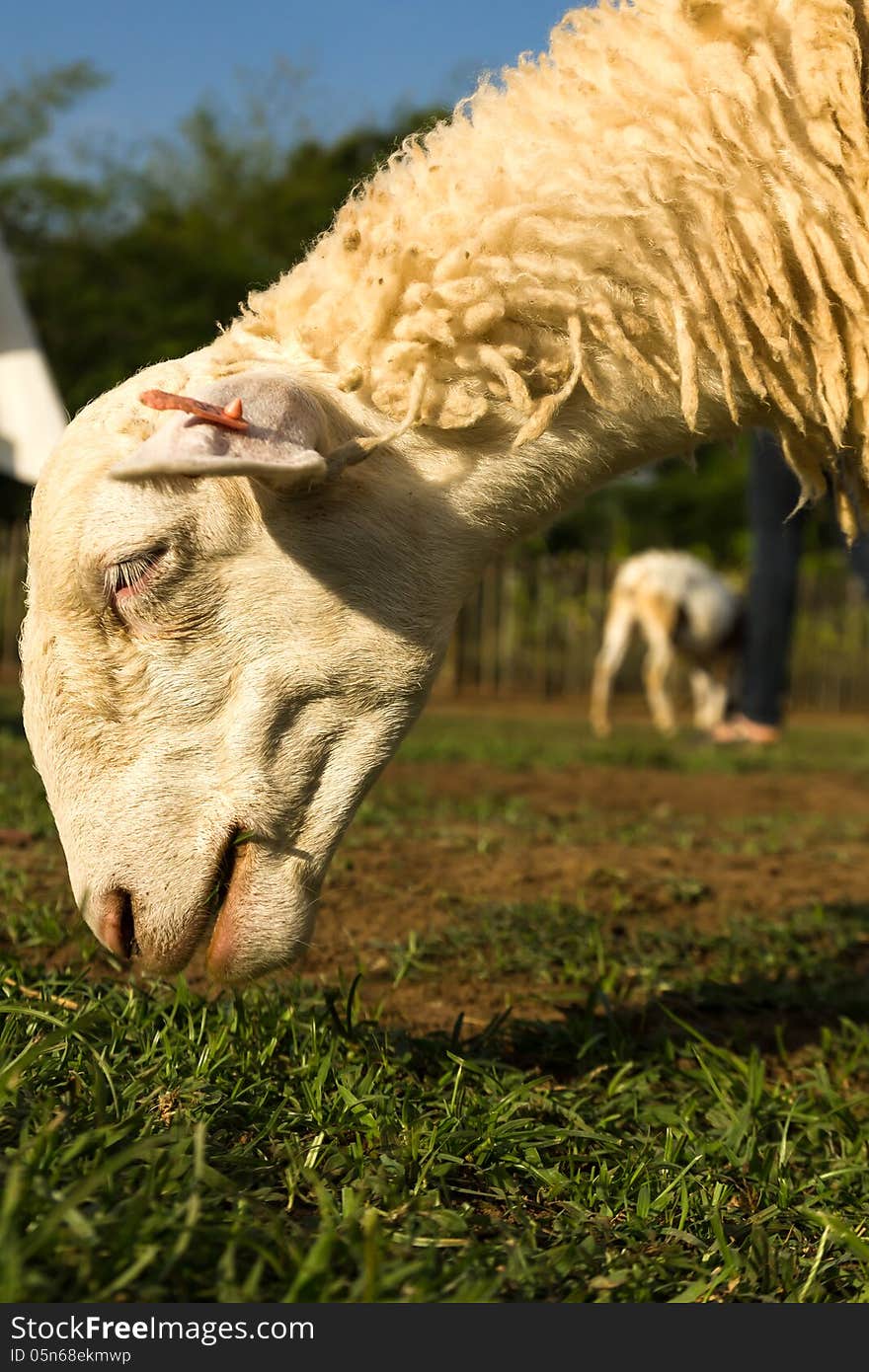 Sheep in the farm in a sunny day. Sheep in the farm in a sunny day.